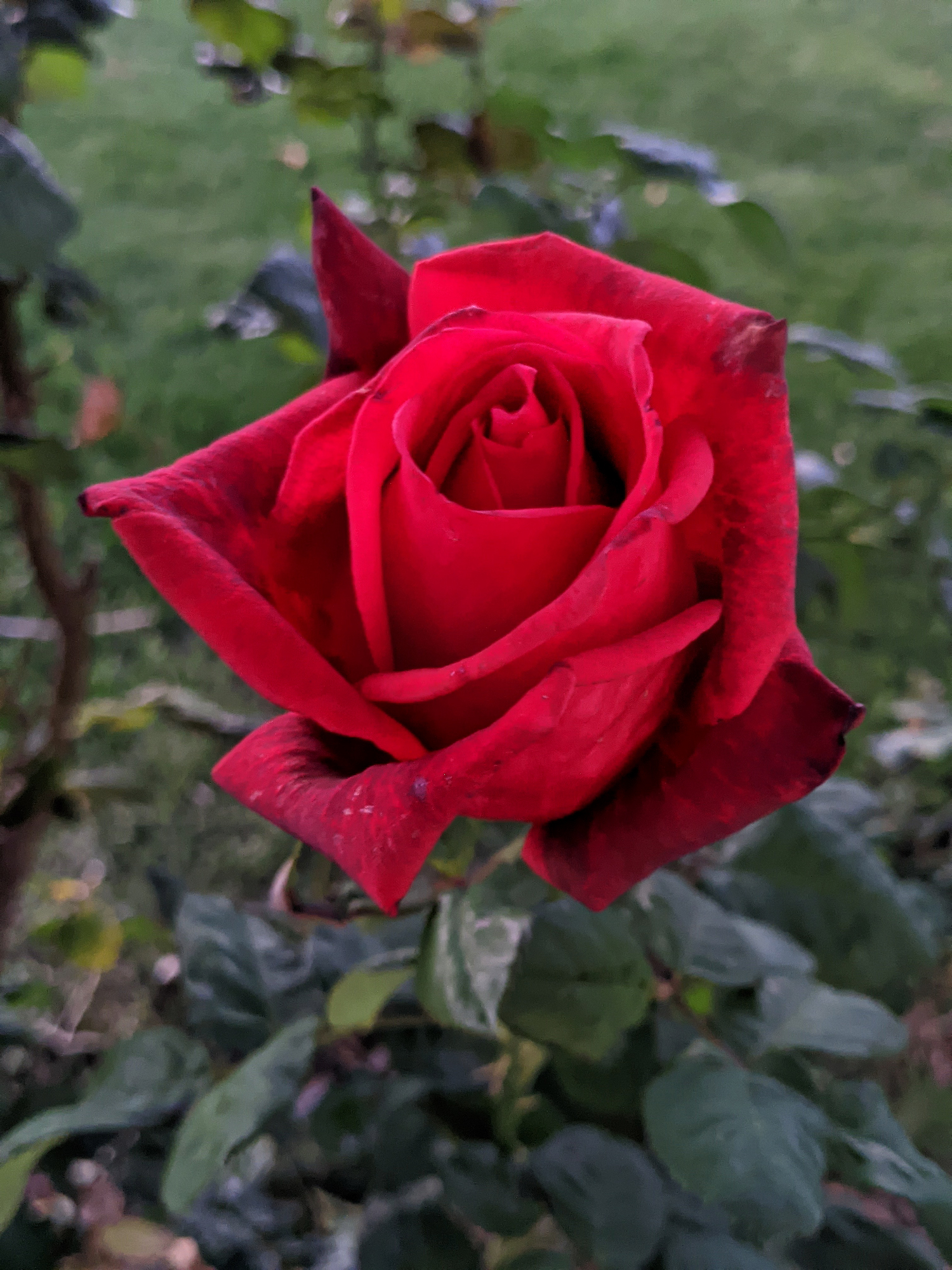A red tea rose bloom